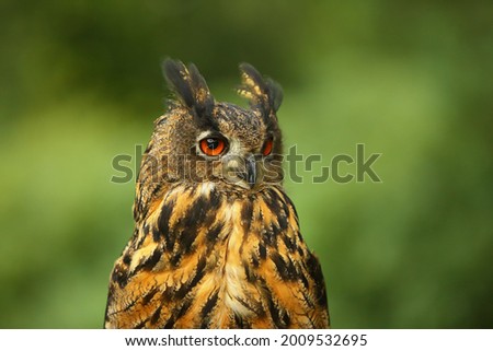 The portrait of a Eurasian eagle-owl (Bubo bubo) with green background.