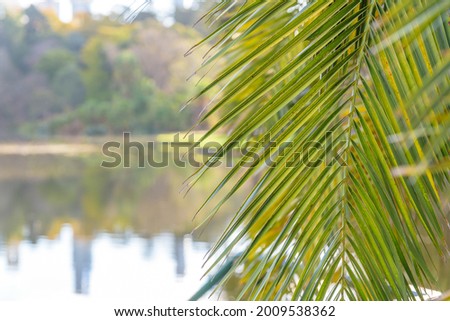 A natural and calming daytime scene of a palm leaf in the foreground and soft lake water in the background