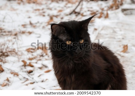 Portrait of beautiful big black maine coon cat, sitting on snow. Winter day photography. 