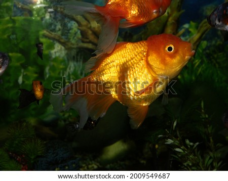 Beautiful pet goldfish in an aquarium with clear water and landscape