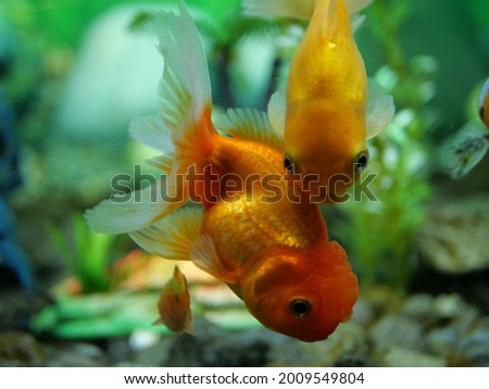 Beautiful pet goldfish in an aquarium with clear water and landscape