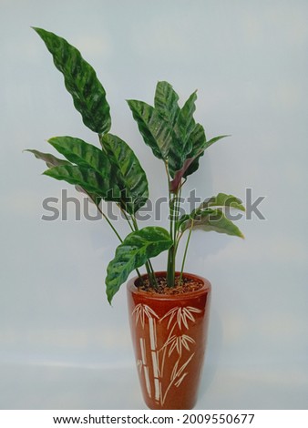 leaf plantation for interior houseplant