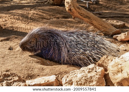 Hystrix indica, Indian crested porcupine in Tabernas desert, Andalusia, Spain in Europe
