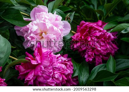 A bud of pink blossoming peony flower. Isolated flower on the black background with clipping path without shadows. For design. Nature.
