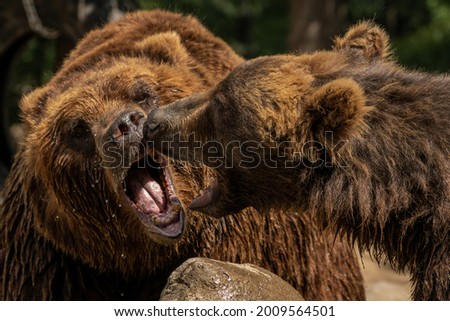 Two wrestle Kamchatka brown bear