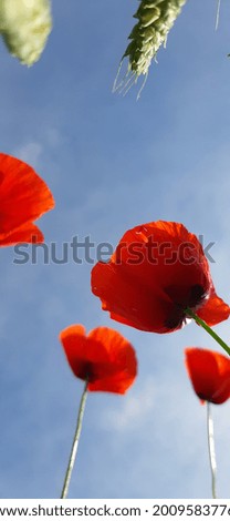 Red poppy flowers in the sky. Natural color 