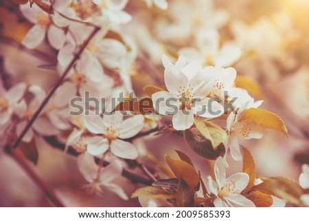Blossoming apple orchard. Spring nature background. Branches with flowering apple flowers