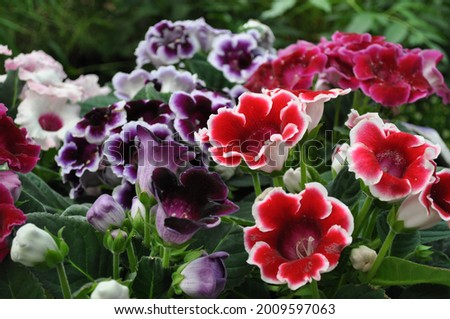 Fresh looking Gloxinia plants with flowers in red, purple, white and pink shades and green leaves. Royalty-Free Stock Photo #2009597063