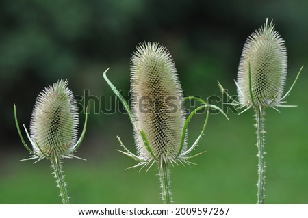 Close-up of three dry thistle plants, flowerless, on a blurred green nature background.  Royalty-Free Stock Photo #2009597267