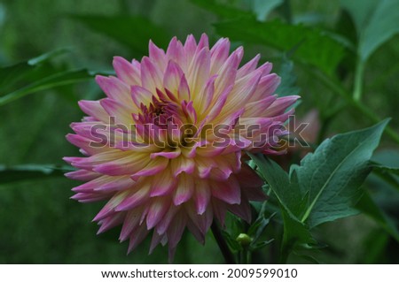 Pink and yellow fresh looking dahlia flower with green leaves. Royalty-Free Stock Photo #2009599010