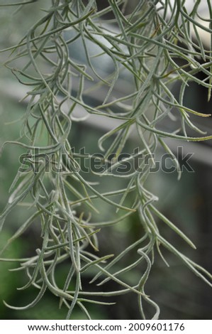 Several strings of Spanish moss plant (Tillandsia usneoides) hanging down, on a blurred background. Royalty-Free Stock Photo #2009601176