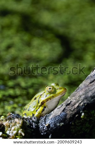 pond frog in the wildlife action