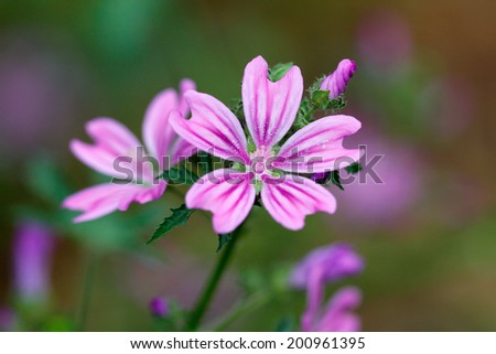Mallow (Malva silvestris) with natural background