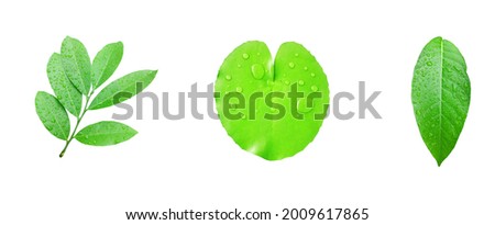 A nice presentation of green leaves. Wet leaves with water drop. Beautiful design.