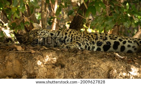 A jaguar rests in Brazilian Pantanal. May, 2021. - Mato Grosso, Brazil