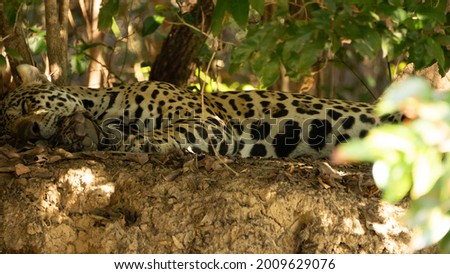 A jaguar rests in Brazilian Pantanal. May, 2021. - Mato Grosso, Brazil