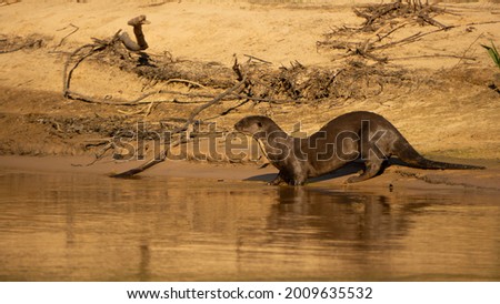 Giant Otter in a river in Brazilian Pantanal. May, 2021. - Mato Grosso, Brazil