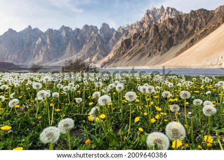 Dandelion field Passu Cones mountains  Hunza Pakistan Royalty-Free Stock Photo #2009640386