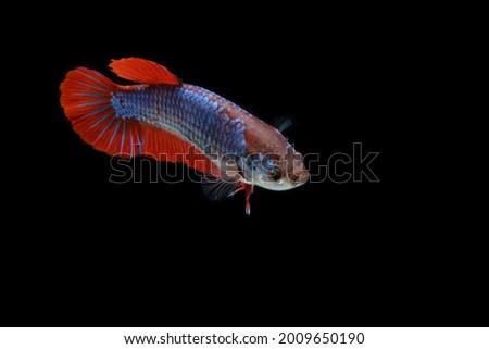 A female pla kad betta fish with spiderman like color is swimming in the tank. It has red and purple color .