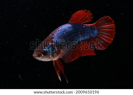 A female pla kad betta fish with spiderman like color is swimming in the tank. It has red and purple color .
