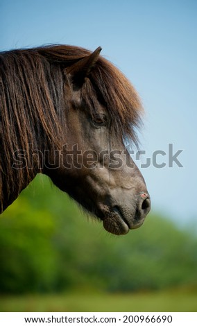 Icelandic Horse In Profile.