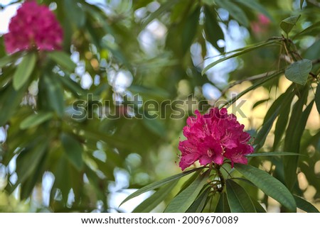Beautiful closeup view of single spring pink wild rhododendron blooming flowers with dark green leaves, Howth Rhododendron Gardens, Dublin, Ireland. Soft and selective focus. Ireland wildflowers