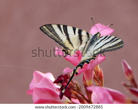 Western tiger swallowtail butterfly  (Papilio rutulus) open wings on pink oleander flower. Butterfly with damaged wing