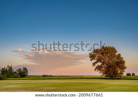 Big trees in parks with green grass and blue sky