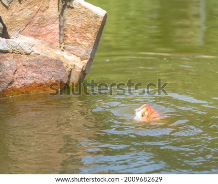 Japanese Koi fish in a pond