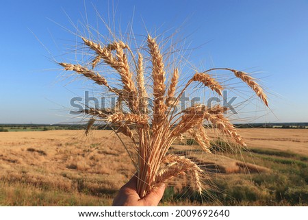 Ripe ears of yellow field of wheat and rye in the hand of the farmer on a background of blue sky. Concept of a rich harvest, selective focus, rural landscape. Close up photo of nature.Advertising for 
