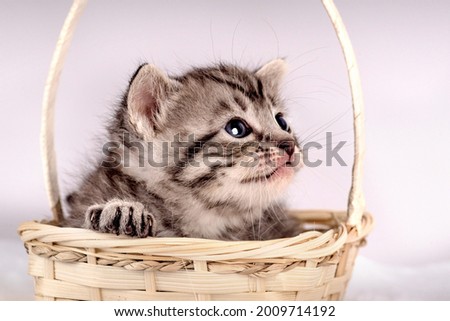 Sleeping Little kitten fortnightly age. Two week old Baby Cat. Funny Pet on a cozy wicker basket. Cute pet lifestyle picture