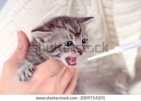 Little kitten fortnightly age in human hands in a cozy white jersey. Two week old Baby Cat artificial feeding through a pipette. Funny cute pet lifestyle picture