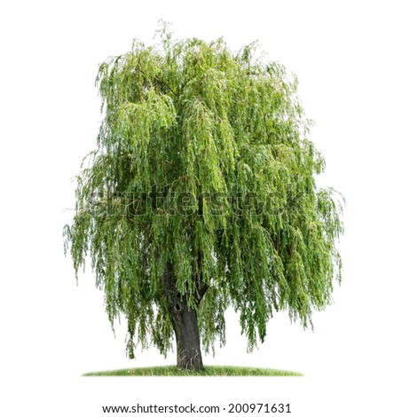 isolated weeping willow on a white background Royalty-Free Stock Photo #200971631