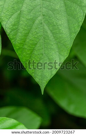 A large green ornamental leaf in the center of the image.