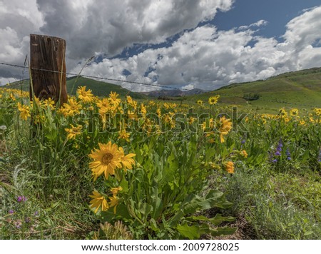 Colorado Rocky Mountain Wildflowers in bloom Royalty-Free Stock Photo #2009728025