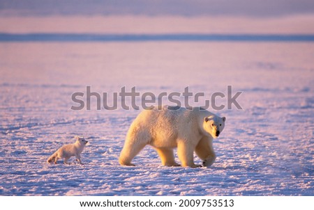 An arctic fox (Alopex lagopus) follows a polar bear (Ursus maritimus) as it hunts and hopes for leftover meat, on the 1002 coastal plain, Arctic National Wildlife Refuge Alaska, USA Royalty-Free Stock Photo #2009753513
