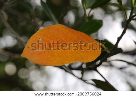 Yellow leaves on the tree with blur green leaves background.