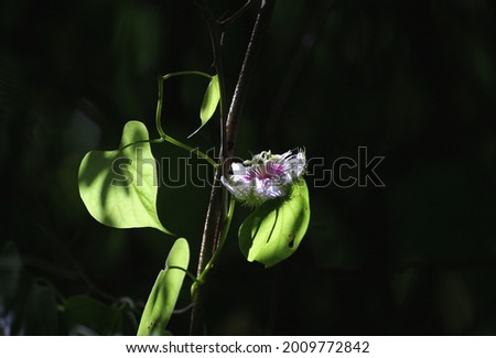 Leaves and​ flowers streaked by sunlight It's a beautiful picture of natural 