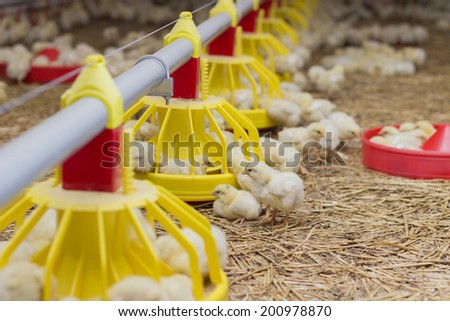 Baby chicken being fed on a chicken farm, close up 