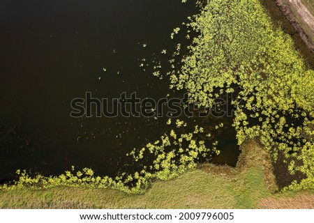 Aerial drone abstract landscape over yellow green water plants on the edge of dark water