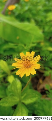 Beautiful Nature Yellow Flower Image