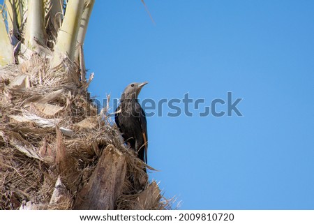 Tristram's starling (Onychognathus tristramii) or Tristram's grackle in Israel