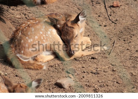 Baby Golden Deer  - Animal 