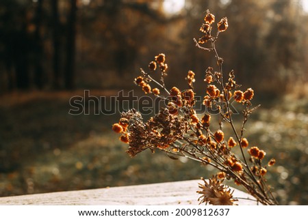 Dried flowers are lying on the table against the background of an autumn forest. Selective focus. The concept of a warm autumn. Copy space
