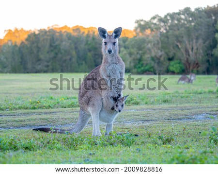Australian Kangaroo with a joey in her pouch