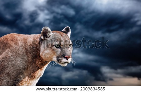 Portrait of a cougar, mountain lion, puma, panther, striking a pose on a fallen tree, winter mountains, against the background of storm clouds