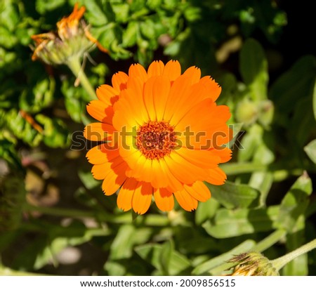 A close up of a beautiful English Marigold. Calendula Officinalis - an herbaceous perennial plant of the Calendula genus of family Asteraceae family. Growing in north east Italy
