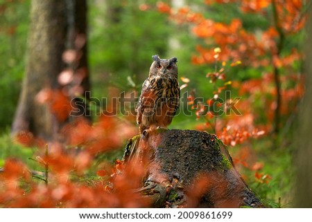 Orange trees and Eagle Owl, Bubo Bubo, sitting on the tree stump block, wildlife photo in the forest with orange autumn colours, Czech Republic. Bird in the forest, wildlife nature. Autumn wildlife. 