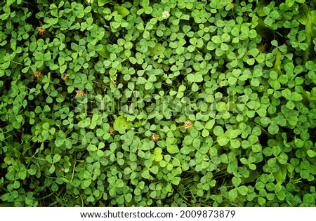 Close-up of green clover leaves with water drops from rain or morning dew. Abstract natural soft background with copy space, top view.