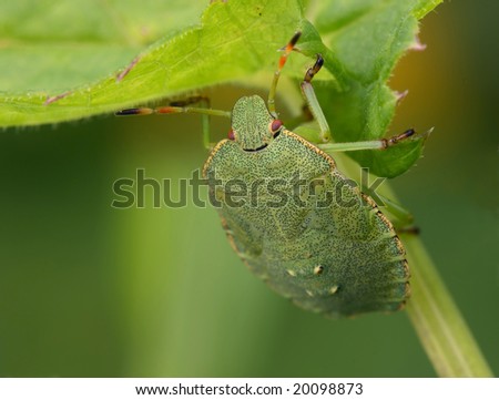 Bedbug sits on a leaf. Insecta /Hemiptera /Pentatomidae /Palomena prasina